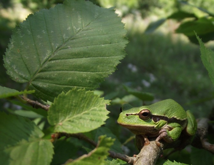 Hyla arborea