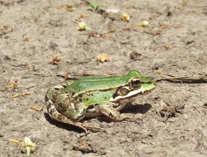 Pelophylax lessonae