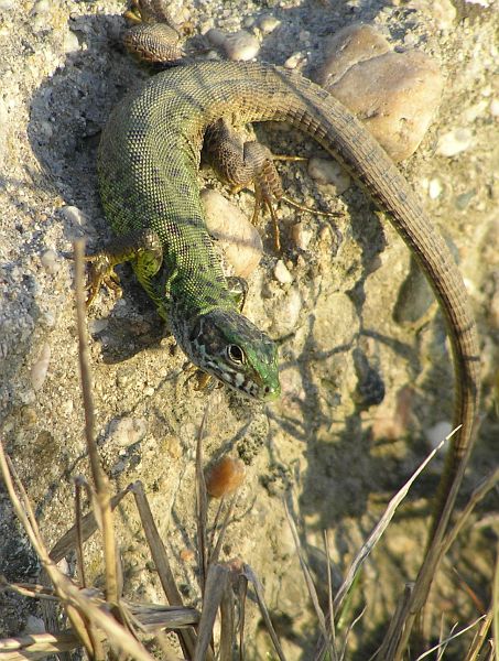 Lacerta viridis