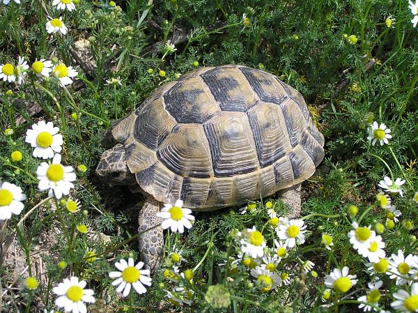 Testudo graeca