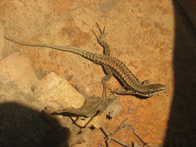 Podarcis muralis