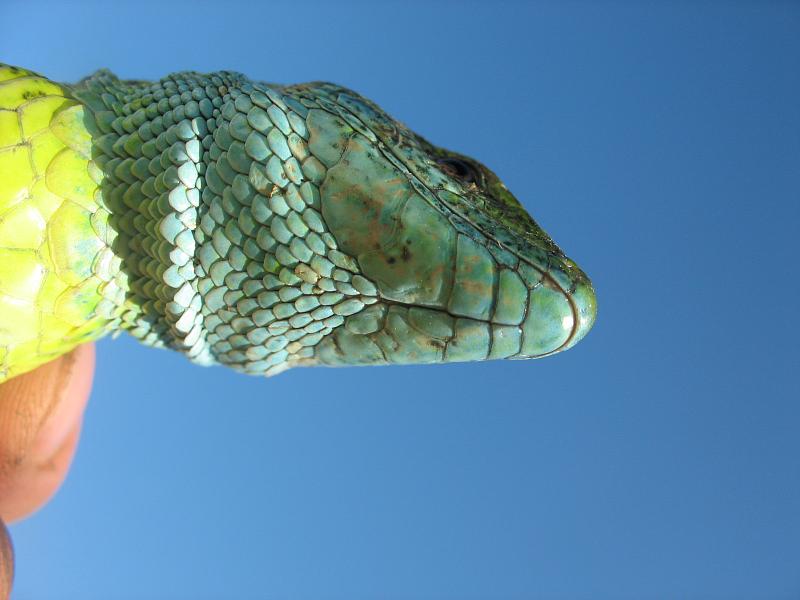 Lacerta viridis