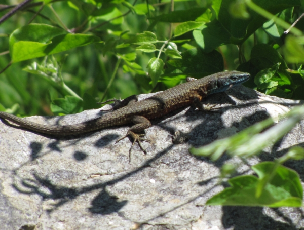 Algyroides nigropunctatus