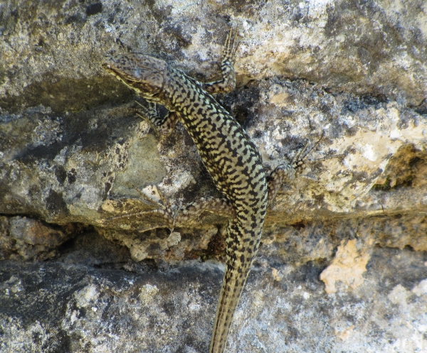 Podarcis muralis