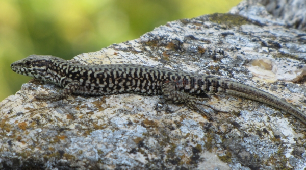 Podarcis muralis