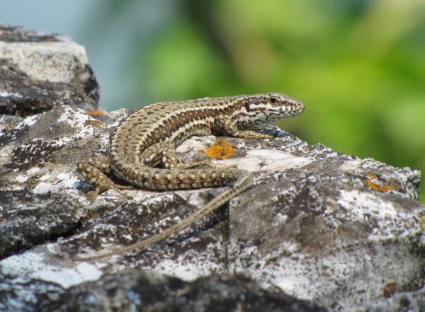 Podarcis muralis