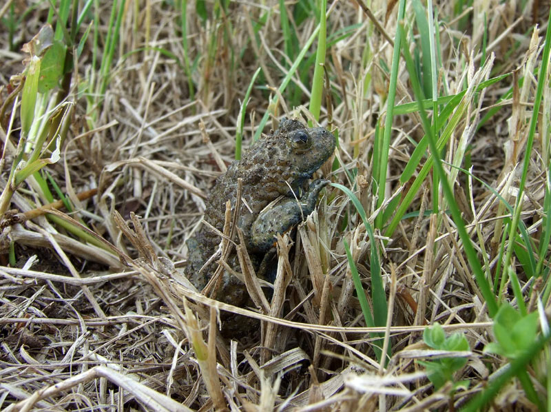 Bombina variegata