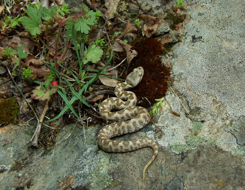 Vipera ammodytes