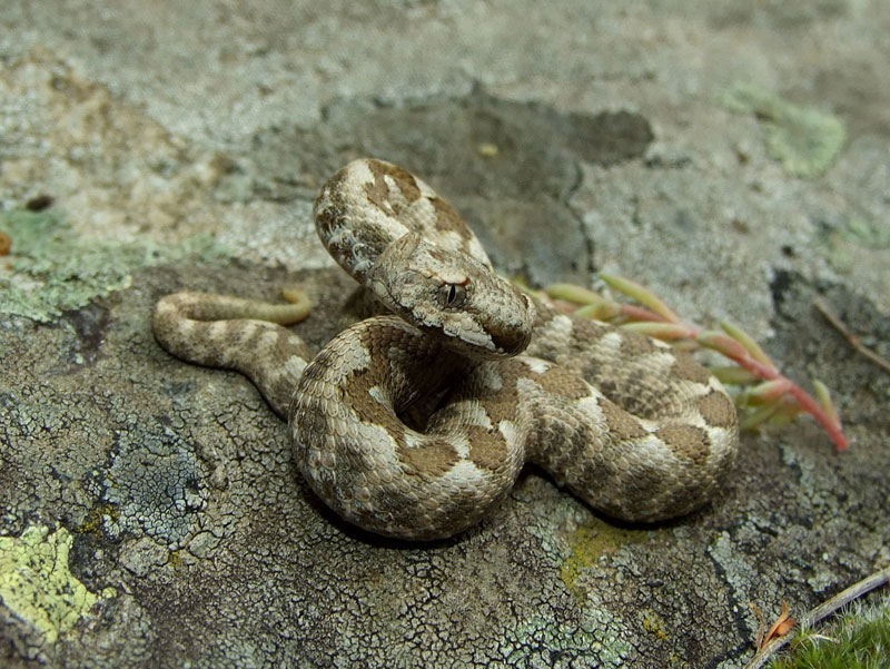 Vipera ammodytes