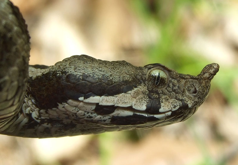 Vipera ammodytes