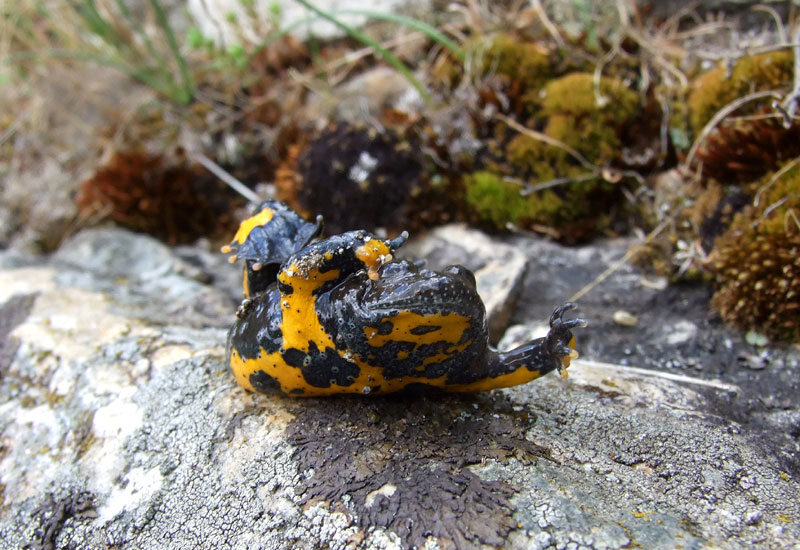 Bombina variegata