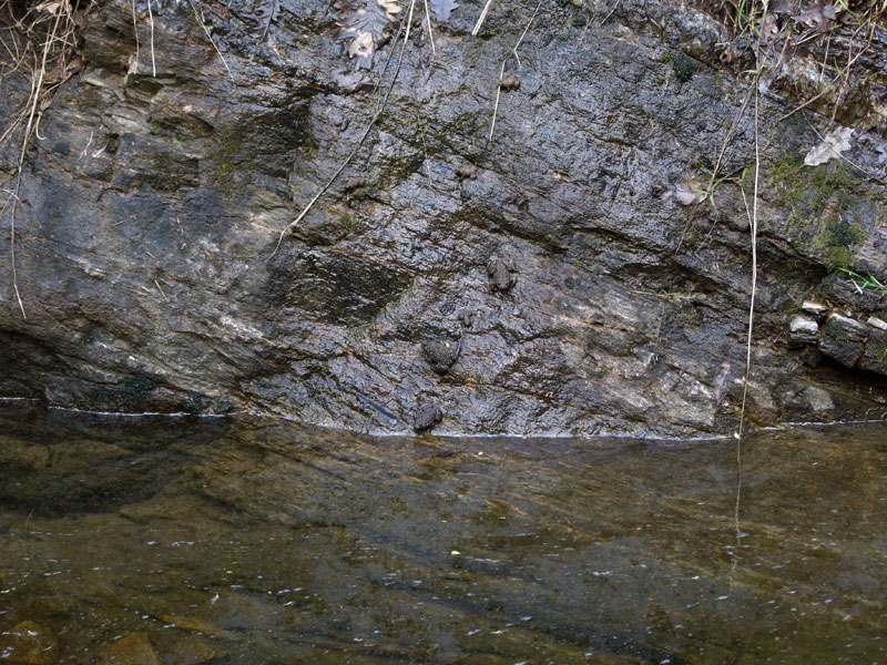 Bombina variegata