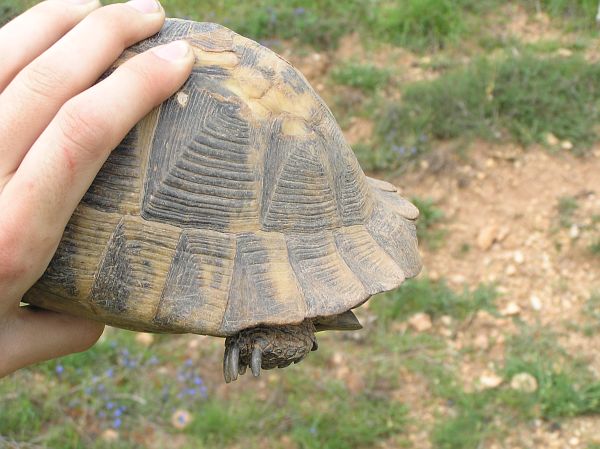 Testudo graeca