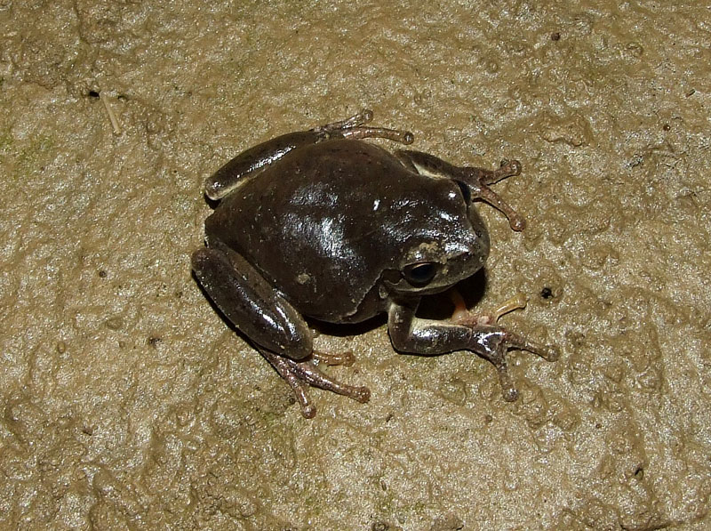 Hyla arborea