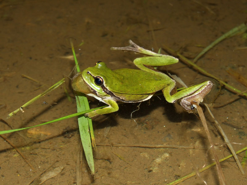 Hyla arborea