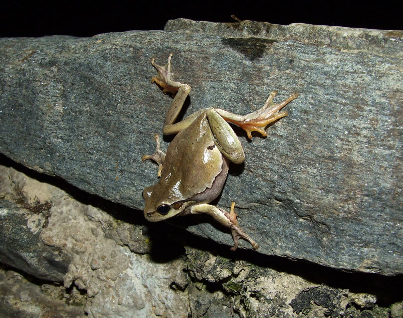 Hyla arborea