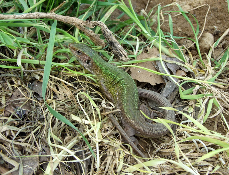 Lacerta viridis