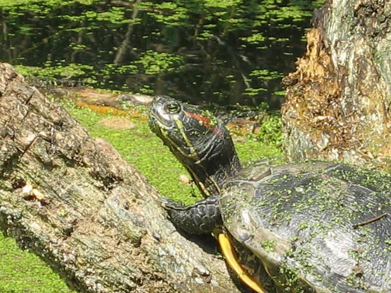 Trachemys scripta