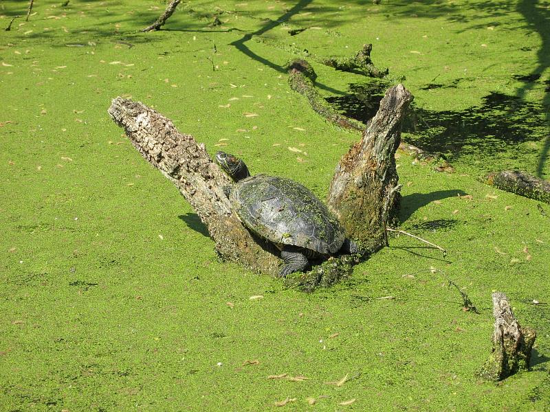 Trachemys scripta