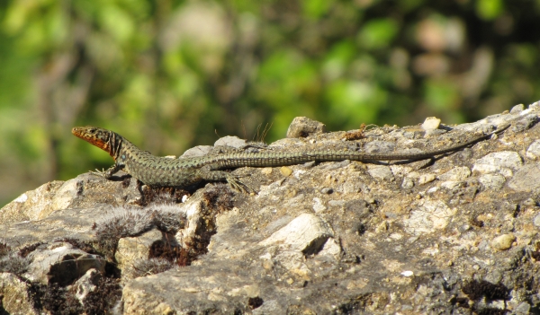 Hellenolacerta graeca