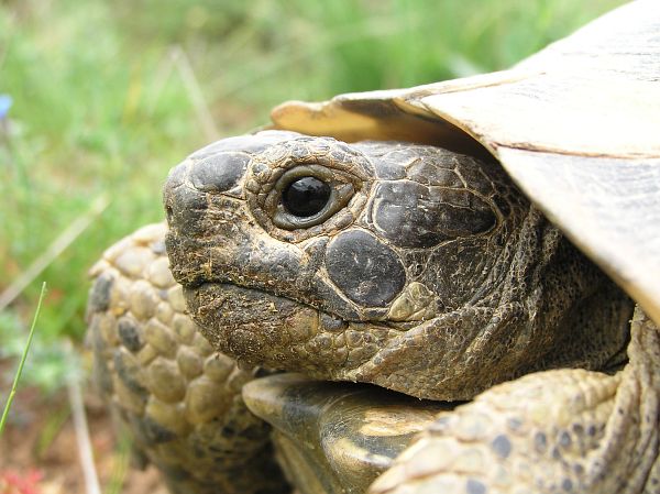 Testudo graeca