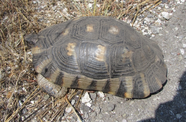 Testudo marginata