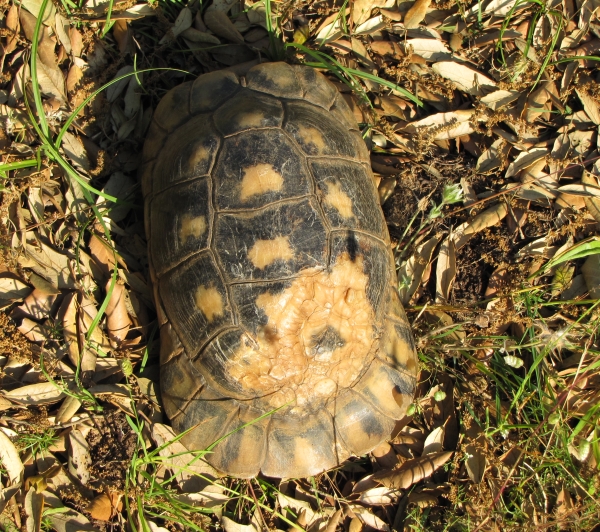 Testudo marginata