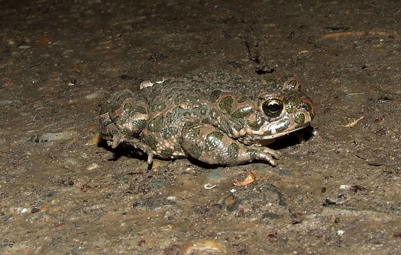 Pseudepidalea viridis