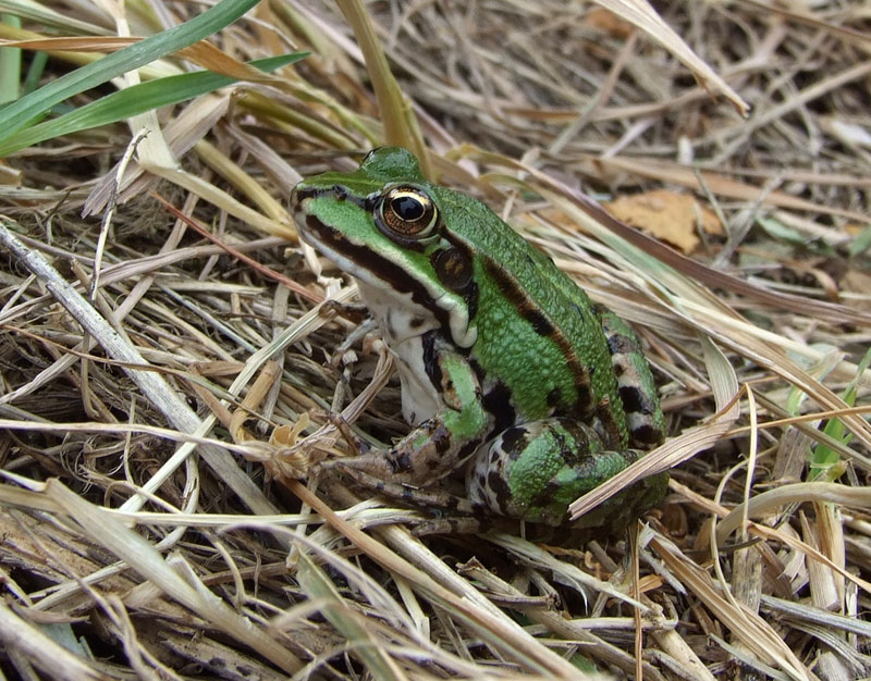 Pelophylax kl. esculentus