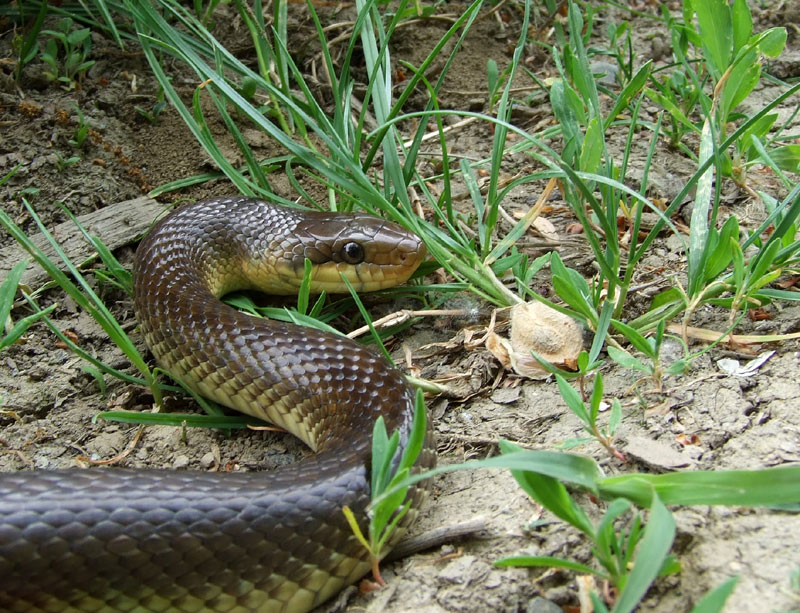 Zamenis longissimus