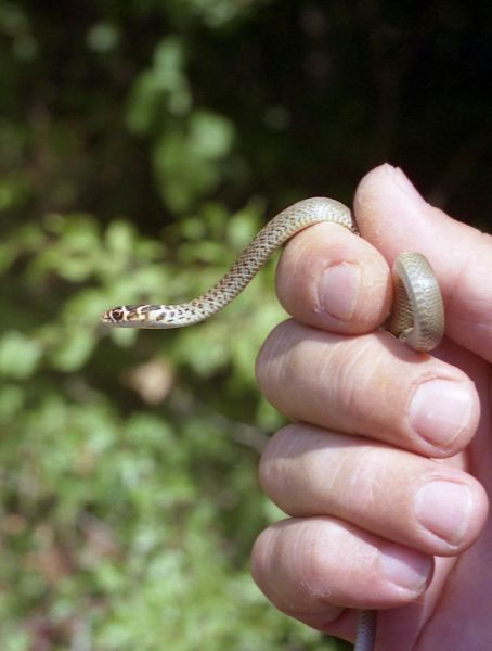 Hierophis viridiflavus