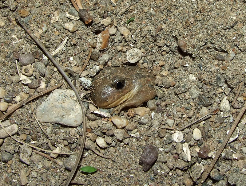Pelobates fuscus