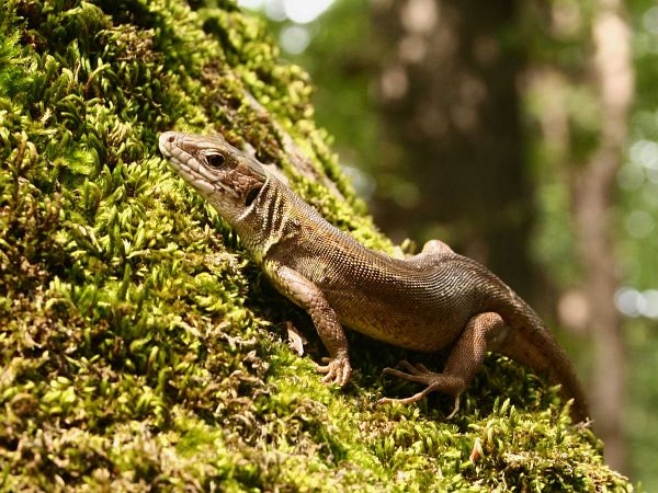 Lacerta viridis