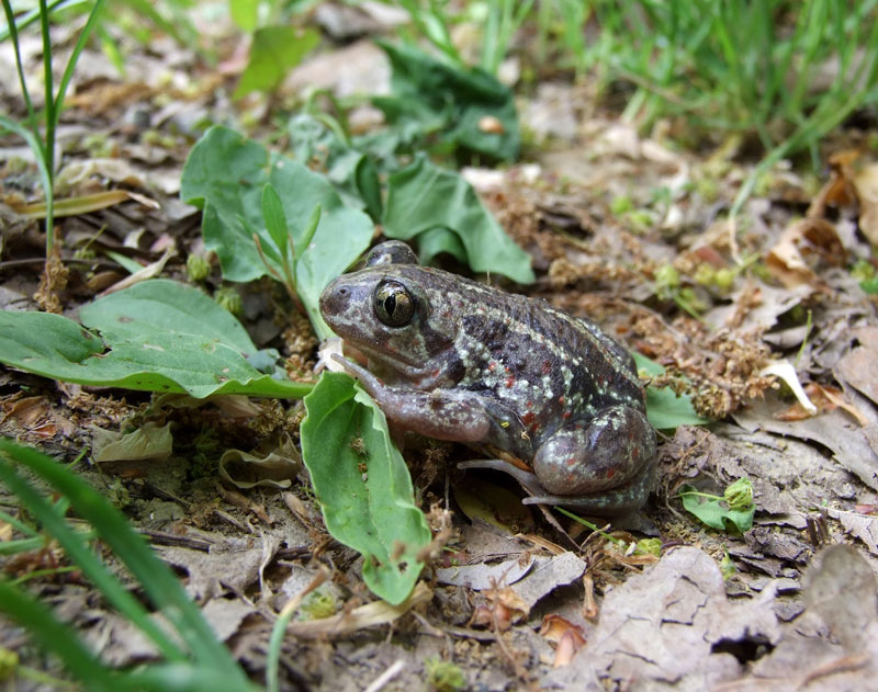 Pelobates fuscus