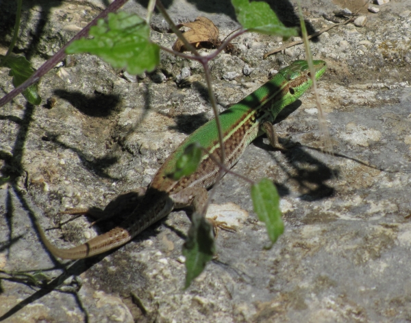 Podarcis tauricus