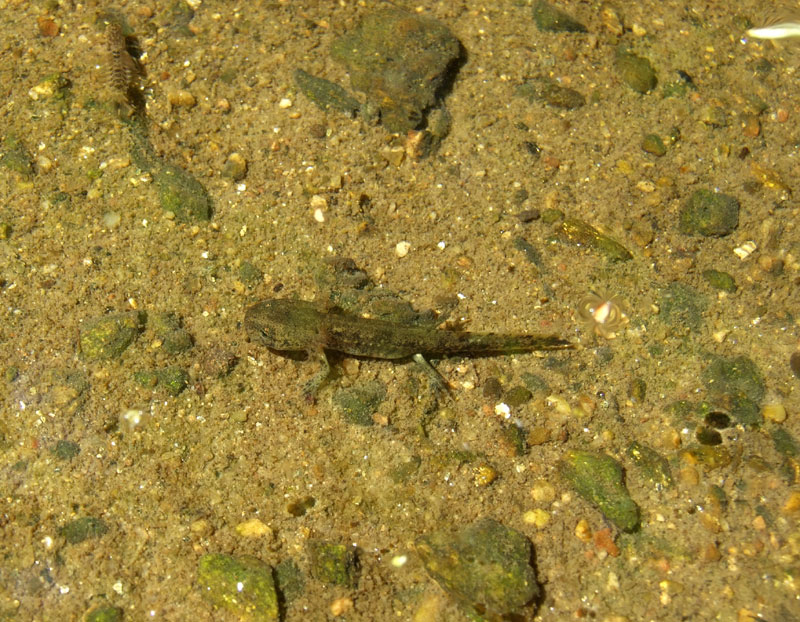 Salamandra salamandra