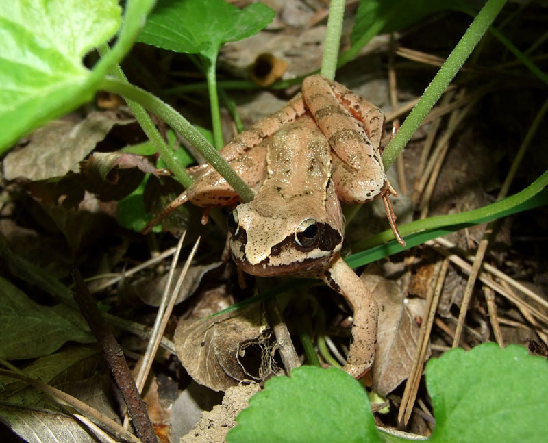 Rana dalmatina