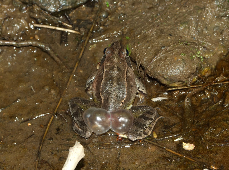 Rana dalmatina