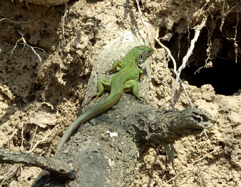 Lacerta viridis