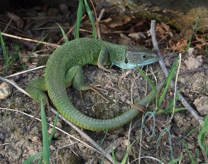 Lacerta viridis