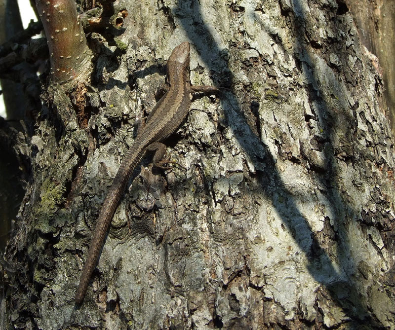 Darevskia praticola Darevskia praticola