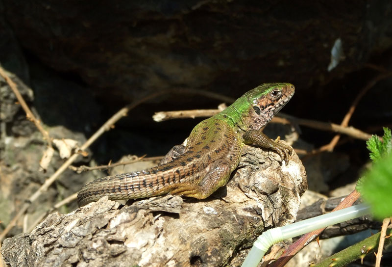 Lacerta viridis