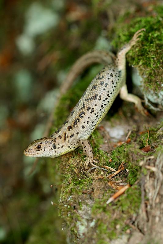 Lacerta agilis