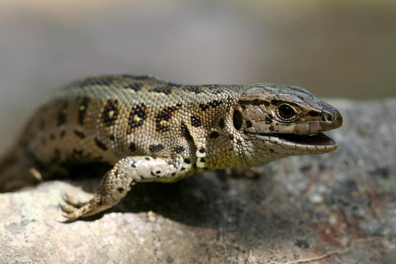 Lacerta agilis