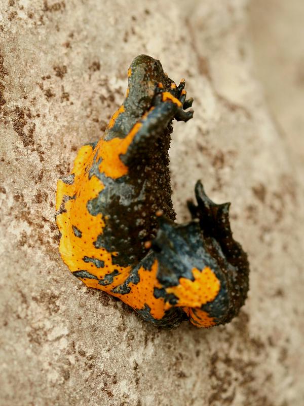 Bombina variegata