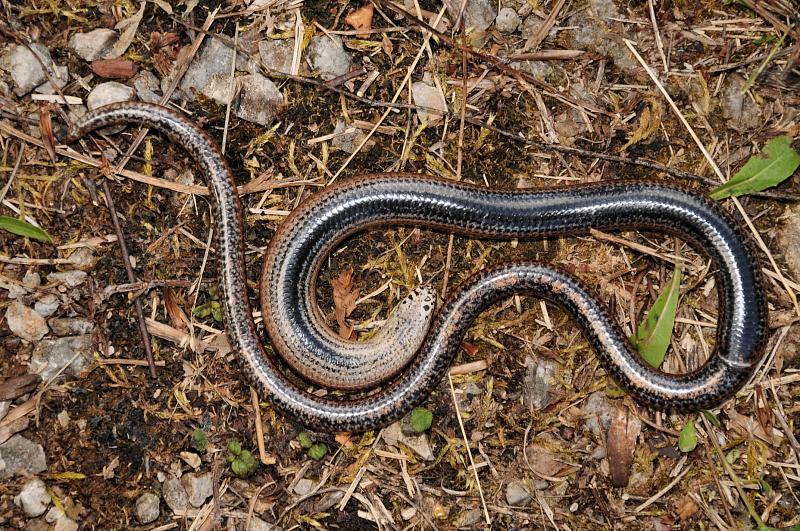 Anguis fragilis s.l.