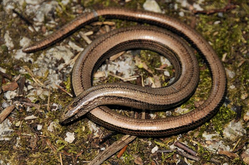 Anguis fragilis s.l.