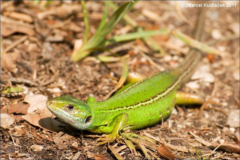 Lacerta viridis