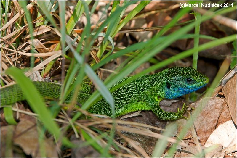 Lacerta viridis