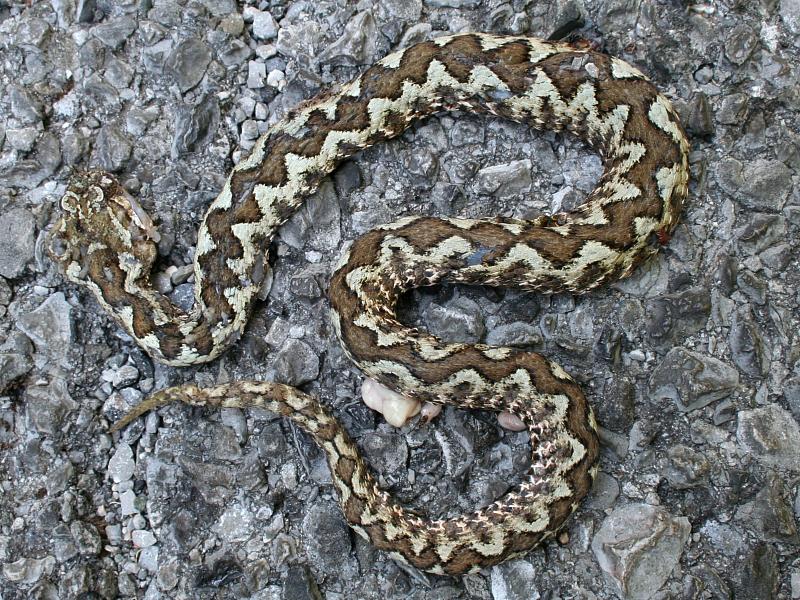 Vipera ammodytes